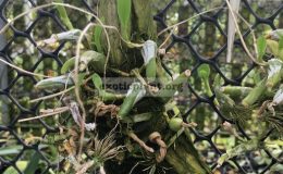 131-Bulbophyllum-sukhakulii