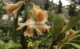 212-Dendrobium-cariniferum