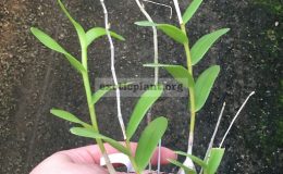 224-Dendrobium-crumenatum