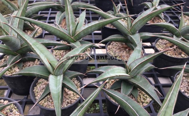 268-pinguicula-«Longiflora»-30