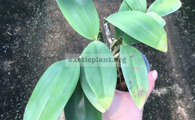 298-Dendrobium-thyrsiflorum-