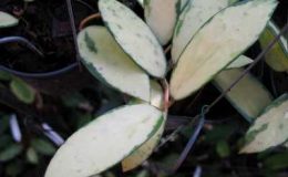 321-Hoya-verticillata-variegata-No.2