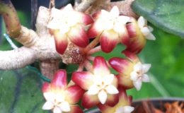 35-Hoya-callistophylla