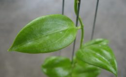 443-Hoya-sp.443-aff-aldricii-small-leaf
