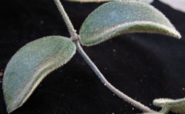 530-Hoya-thomsoni-dense-hair-leaf