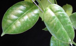 531-Hoya-Monette-dense-hair-leaf-coronaria-x-lauterbachii