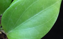 583-Hoya-sp.583-aff.-cominsii-long-leaf