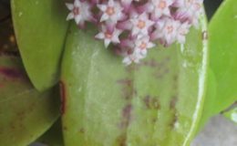 598-Hoya-sp.598-aff-parasitica-red-flower-Ranong-province-Thailand