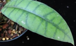 607-Hoya-callistophylla-No.3-narrow-leaf