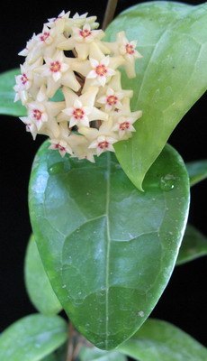 639-Hoya-sp.639-aff-parasitica-wide-leaf