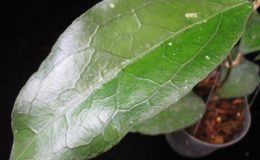 665-Hoya-clemensiorum-No.2-big-leaf