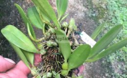 86-Bulbophyllum-lepidum-‘-Philippines’