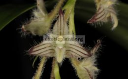 88-Bulbophyllum-lindleyanum-BS-20