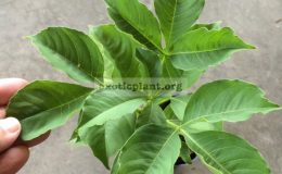 Adansonia-sp.T01-25