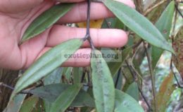 Aeschynanthus-sp.713-Phu-Rue-purple-leaf-Thailand