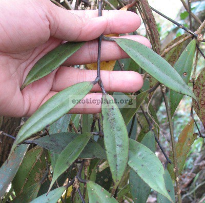 Aeschynanthus-sp.713-Phu-Rue-purple-leaf-Thailand