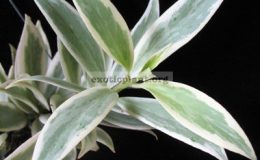 Aeshynanthus-hilderbrandii-variegated