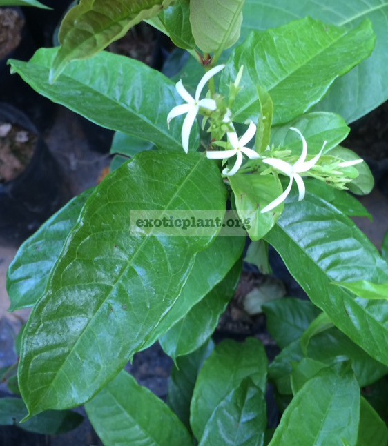 Aganosma-marginata-No.2wax-leaf-30