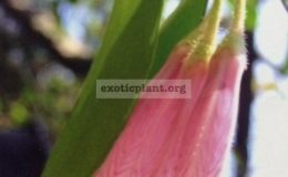 Agapetes-megacarpa-pink-45