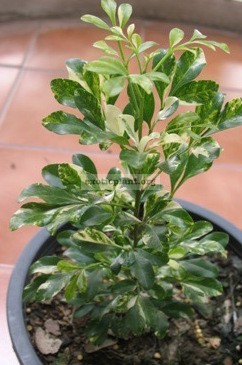 Aglaia-odorata-variegated