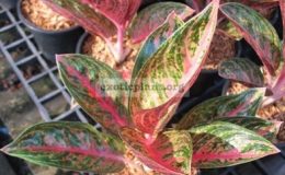 Aglaonema-Ballung-Mung-Mee-14