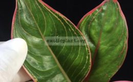 Aglaonema-Red-Frost-20-