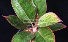 Aglaonema-Red-Frost-40