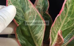 Aglaonema-Red-Frost-cream-variegated-70-