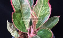 Aglaonema-Red-Frost-cream-variegated-70