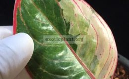 Aglaonema-Red-Frost-white-variegated-70-