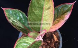 Aglaonema-Red-Frost-white-variegated-70-1