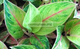 Aglaonema-Sweet-and-Sour-20