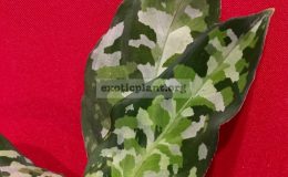 Aglaonema-pictum-Tricolor2-60-