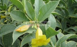 Allamanda-cathartica-albomarginata-wavy-edge-leaf