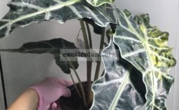 Alocasia-amazonica-variegated-1-1