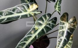 Alocasia-sp.T04-compact-variegated-50