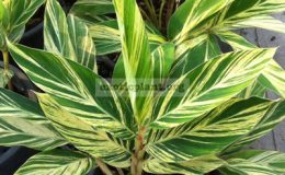 Alpinia-zerumbet-variegated-20