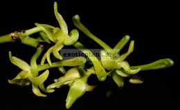 Angraecum-calceolus