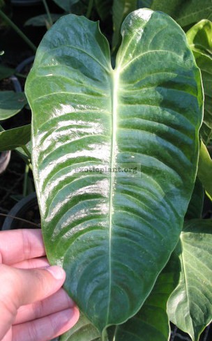 Anthurium-King-Anthurium-exotic-plant-75