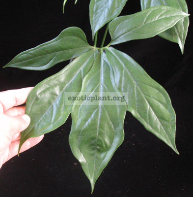 Anthurium-clavigerumjuvenile-leaf-30