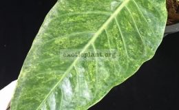 Anthurium-hookeri-F1-variegated-March2018A-35-