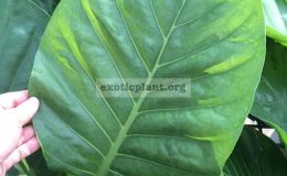 Anthurium-hookeri-round-leaf-35-