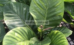 Anthurium-hookeri-round-leaf-35