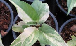 Anthurium-hookeri-variegated-20-40