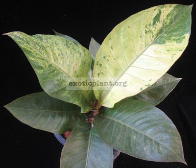 Anthurium hookeri(F1) variegated(FebA) 30