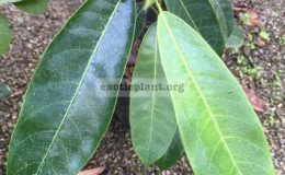 Artocarpus-champeden-35
