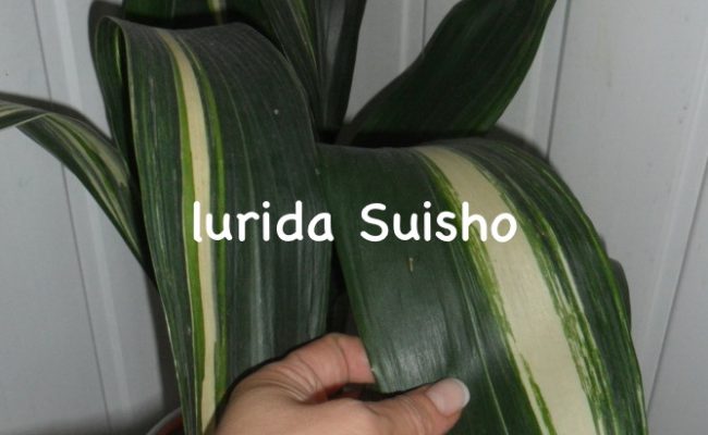 Aspidistra-lurida-Suisho
