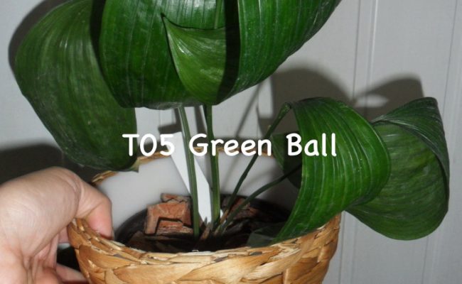 Aspidistra-sp.T05-Green-Ball1