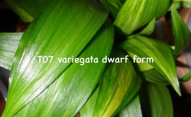 Aspidistra-sp.T07-variegata-dwarf-form
