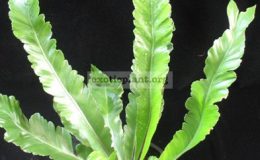 Asplenium-nidus-serrate-leafS